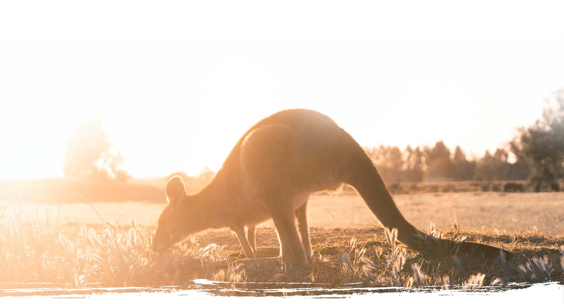 kangaroo