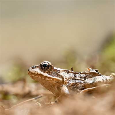 frog featured
