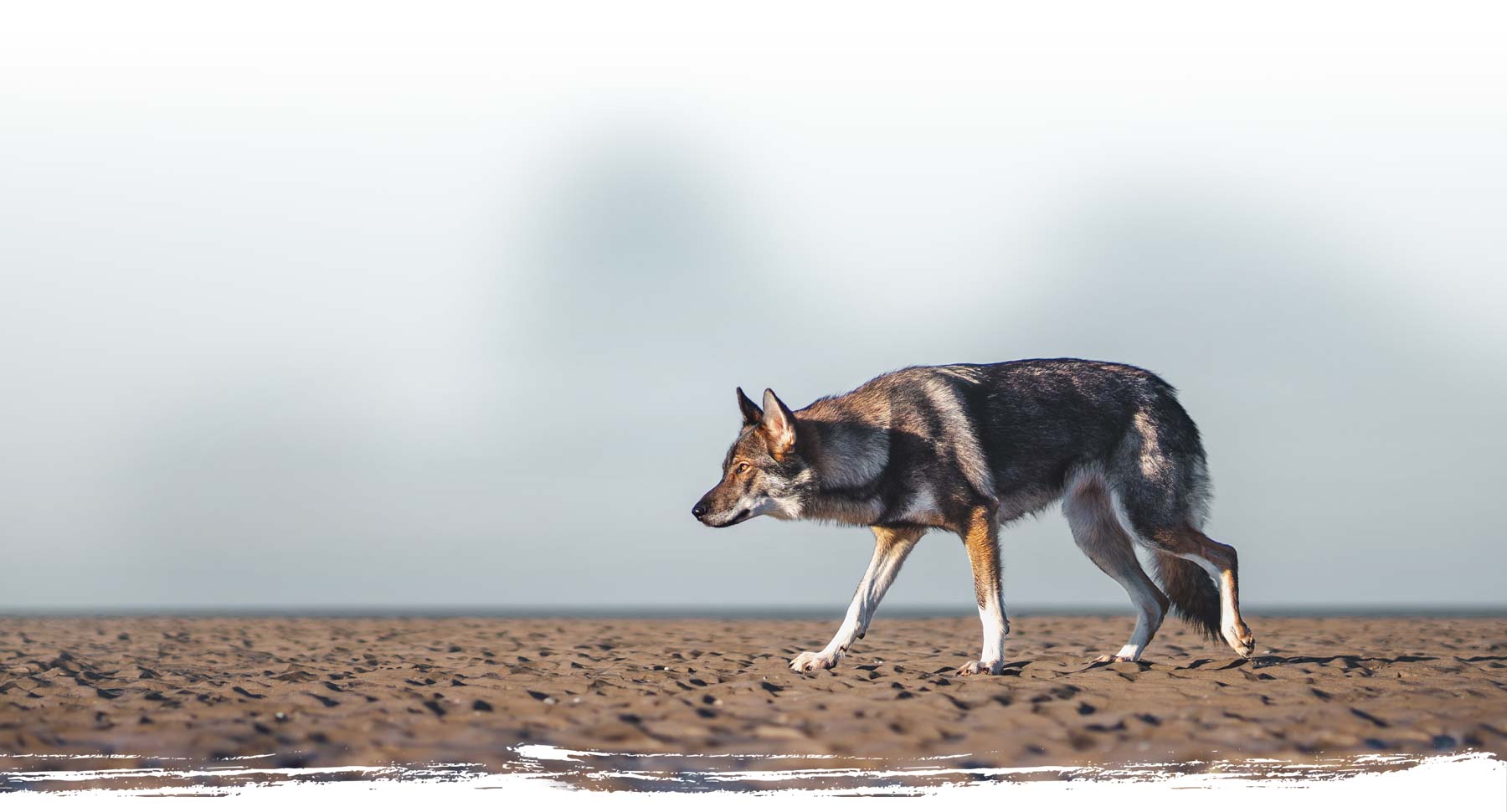 nature wolf
